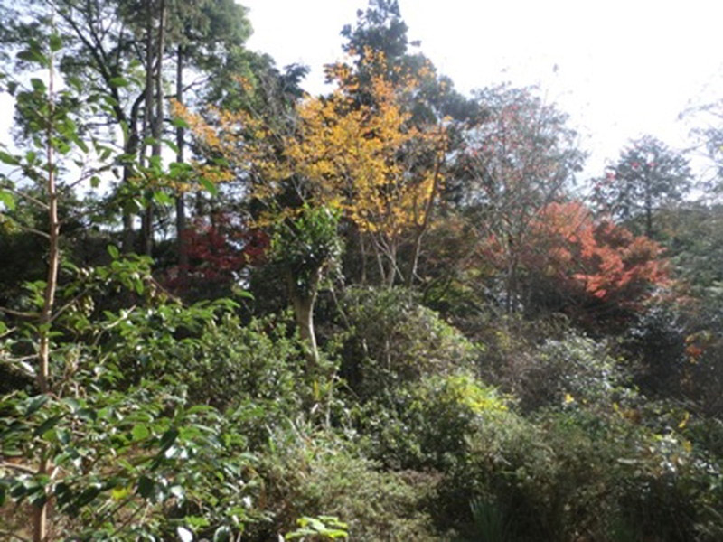 加佐登神社の紅葉